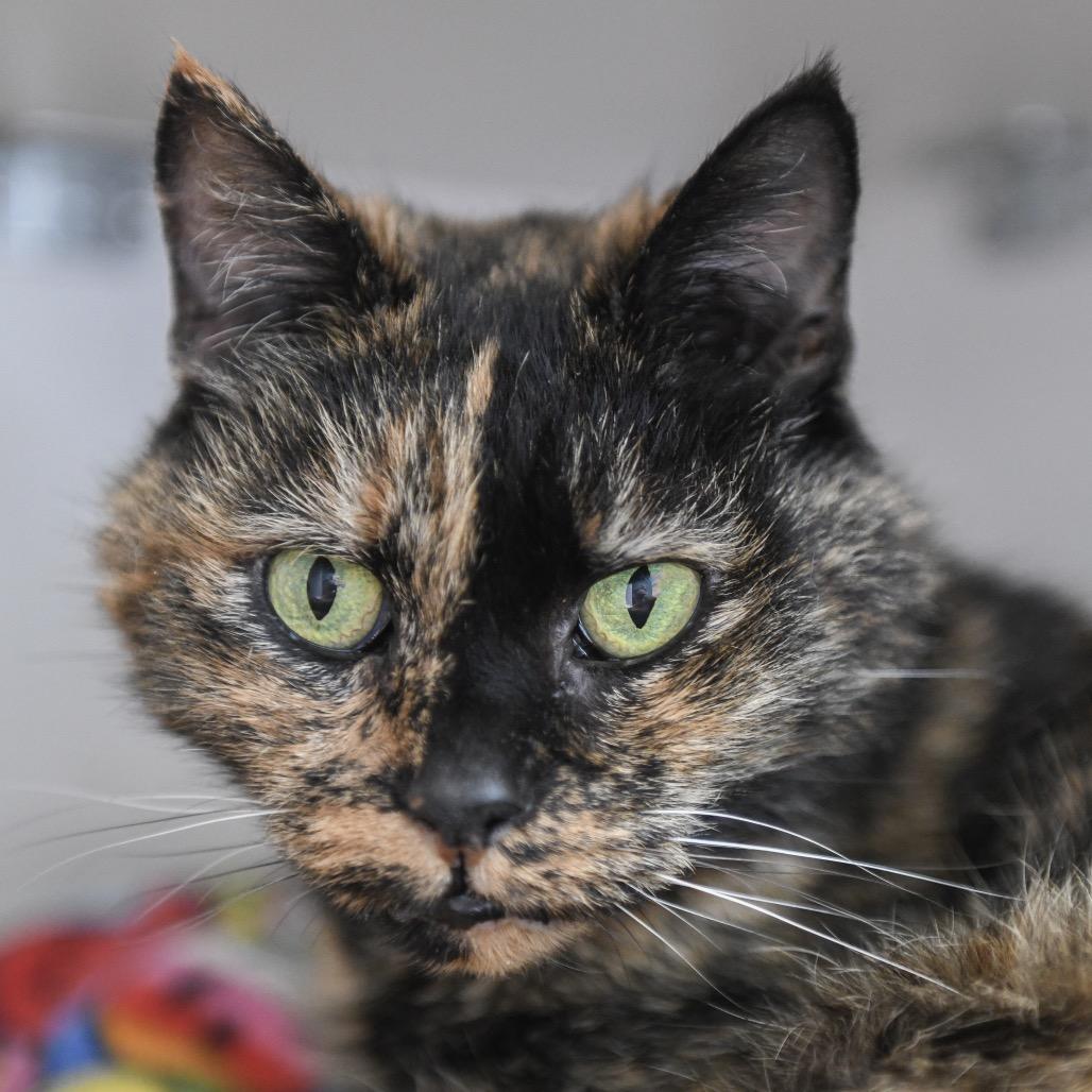 Enlarge Meemaw Shelly, a Adoptable Domestic Short Hair in Redwood City, CA image 2/2