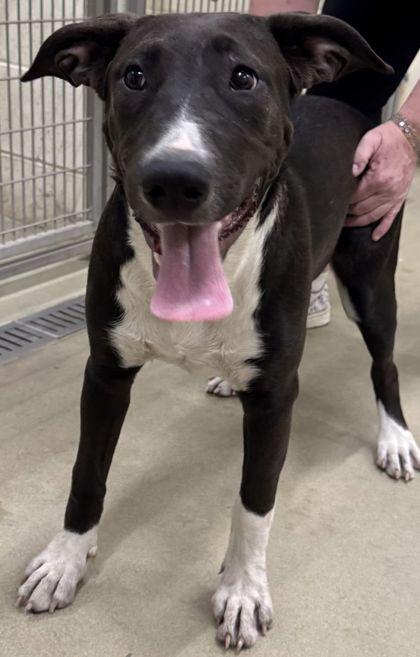 Enlarge Shuri, a Adoptable mixed breed in Willmar, MN image 3/3