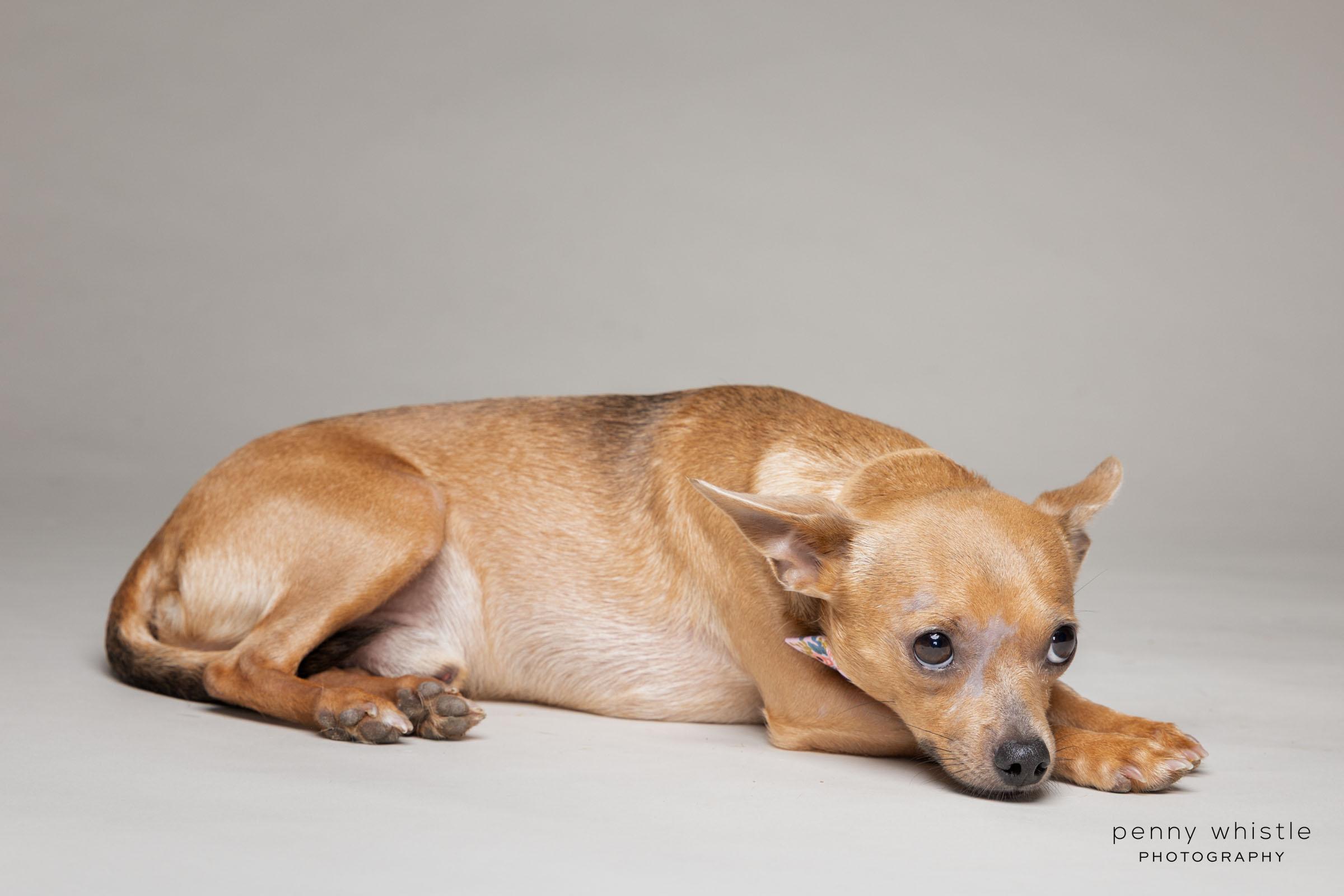 Guy, a Adoptable Chihuahua in Coppell, TX image 4/6