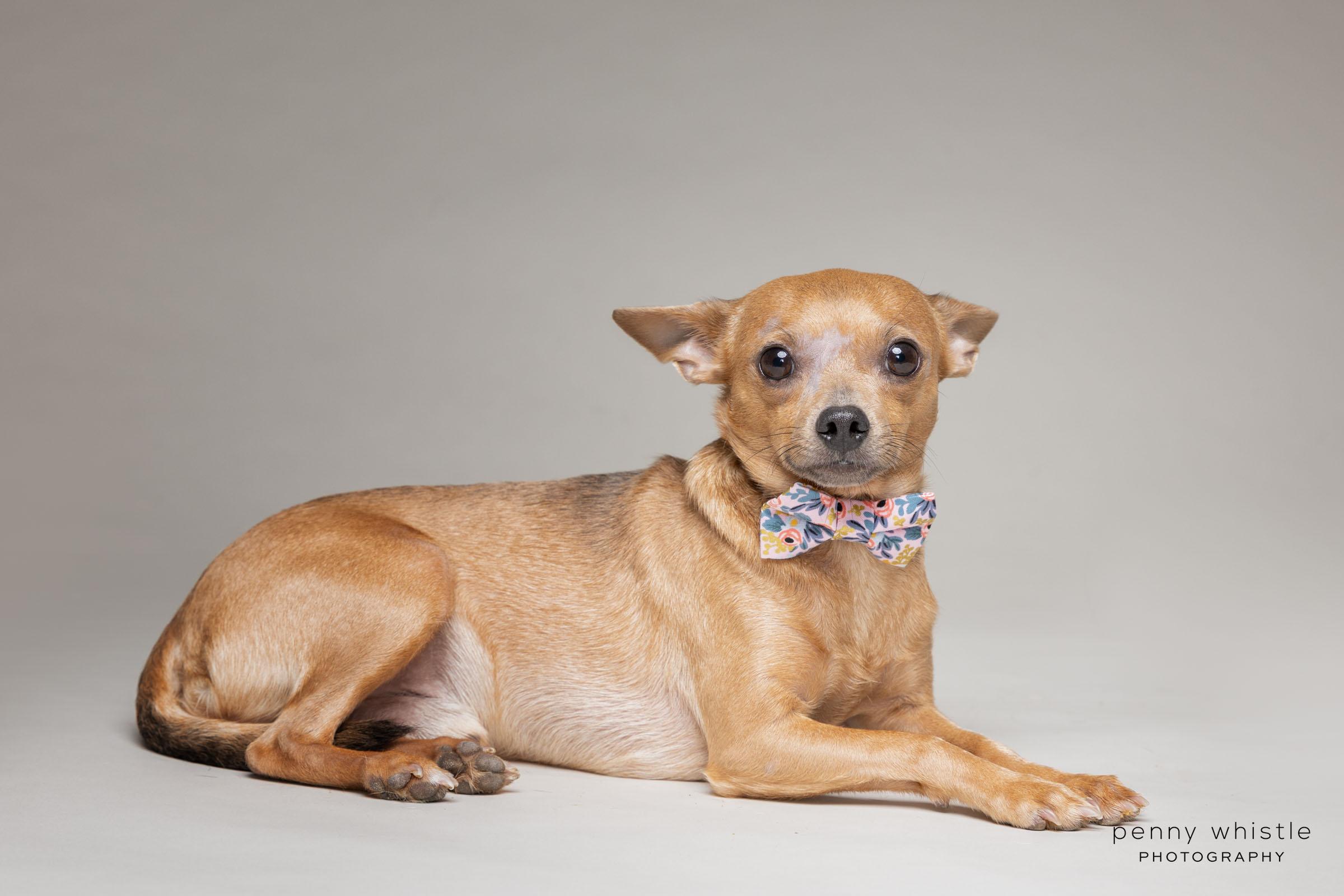 Guy, Adoptable, Adult Male Chihuahua.