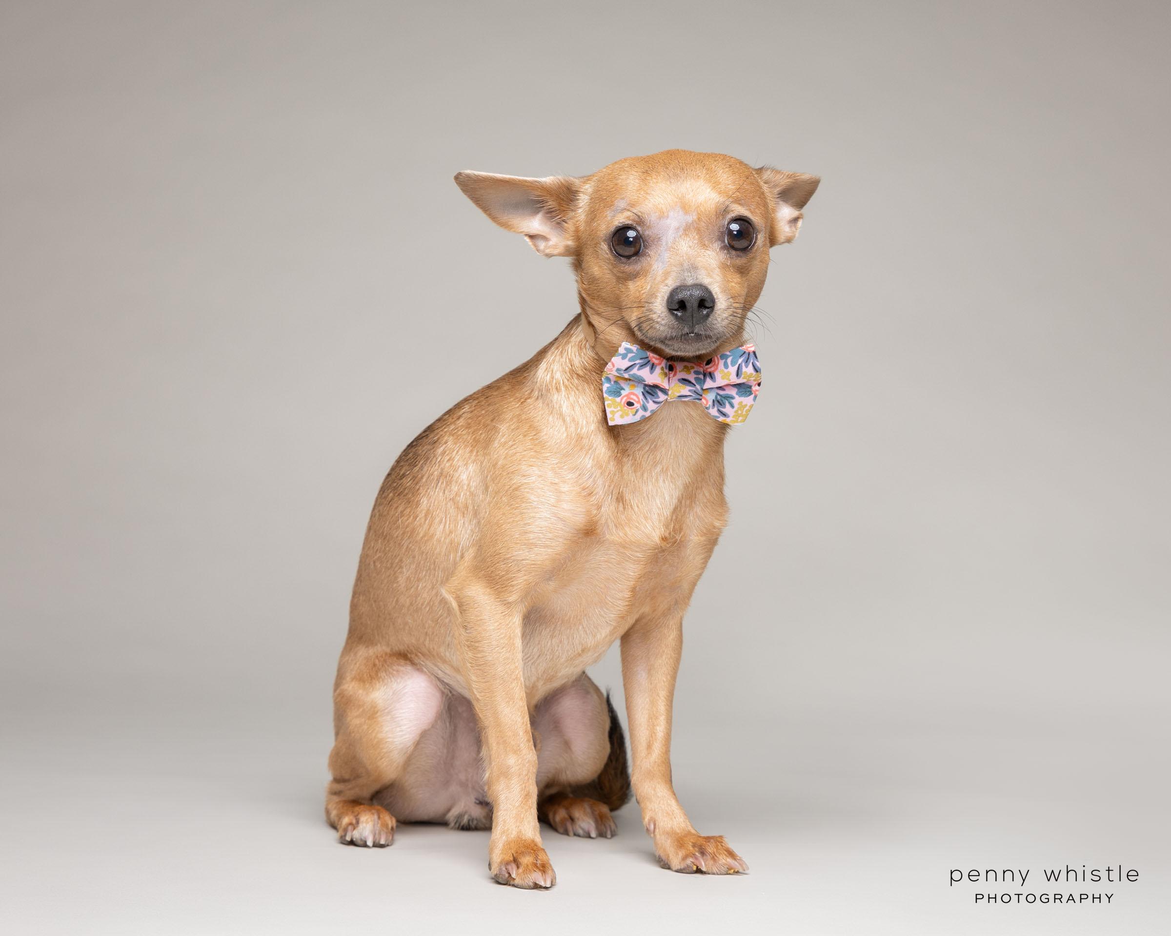 Guy, a Adoptable Chihuahua in Coppell, TX image 2/6
