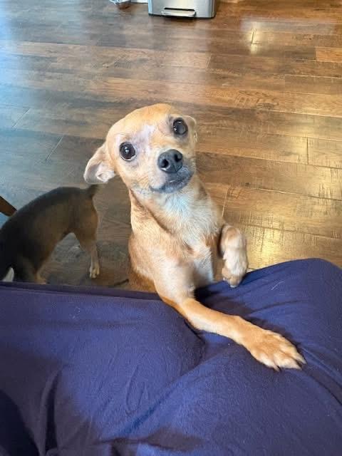 Guy, a Adoptable Chihuahua in Coppell, TX image 6/6