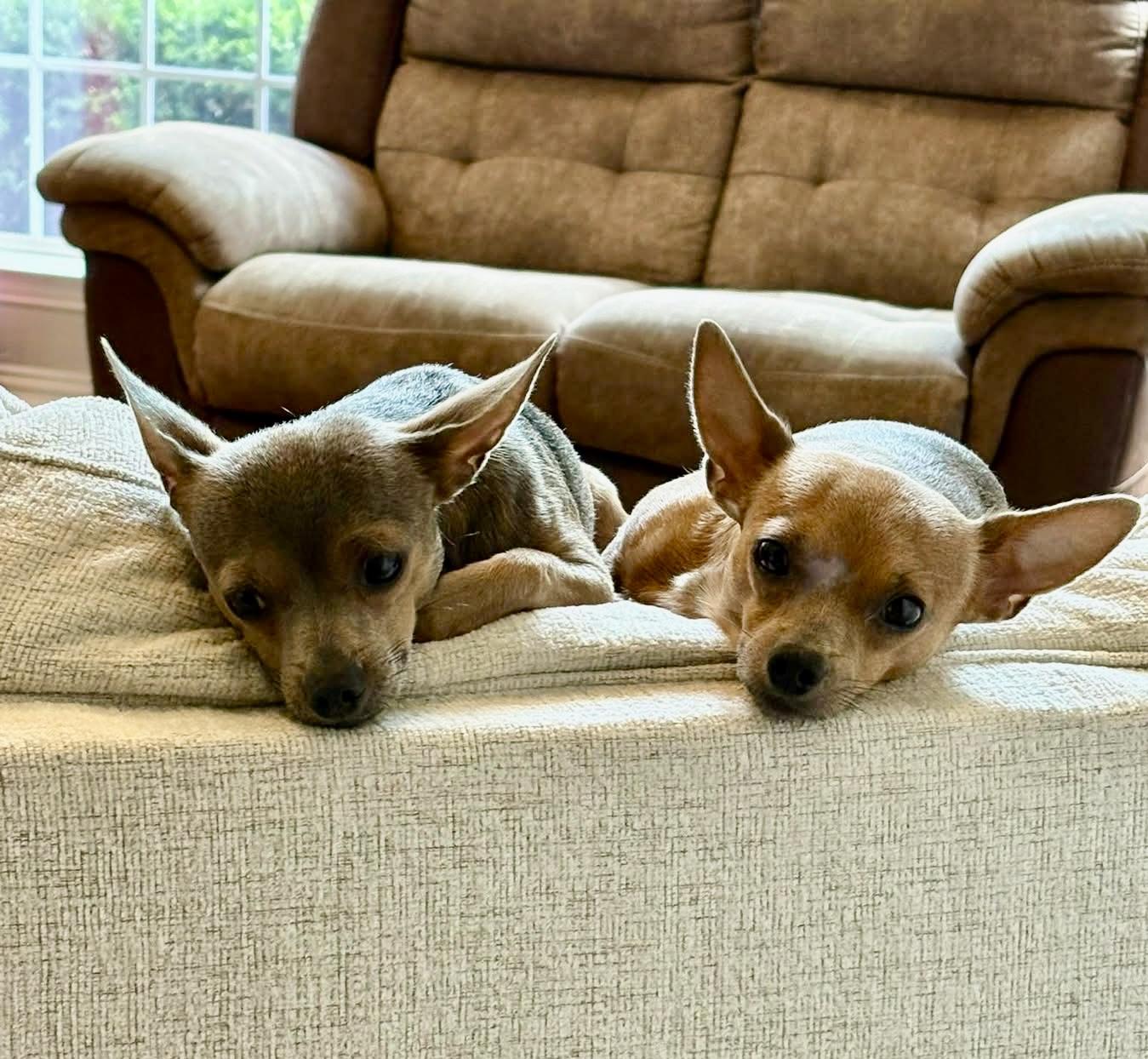 Guy, a Adoptable Chihuahua in Coppell, TX image 5/6