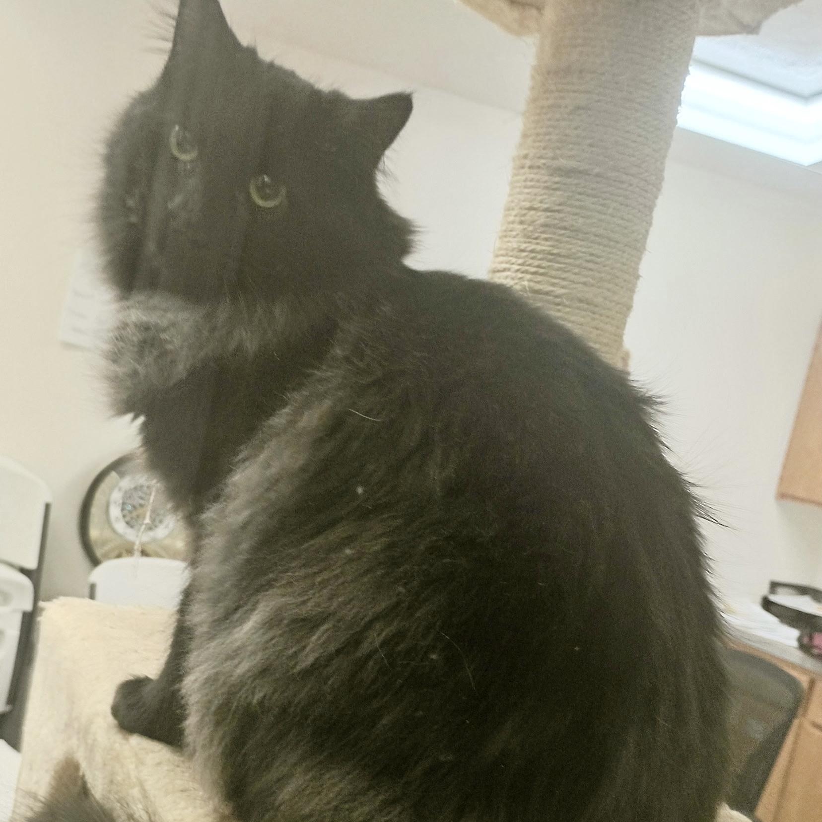Enlarge Sabrina, a ADOPTABLE Domestic Long Hair in Pocatello, ID image 1/2