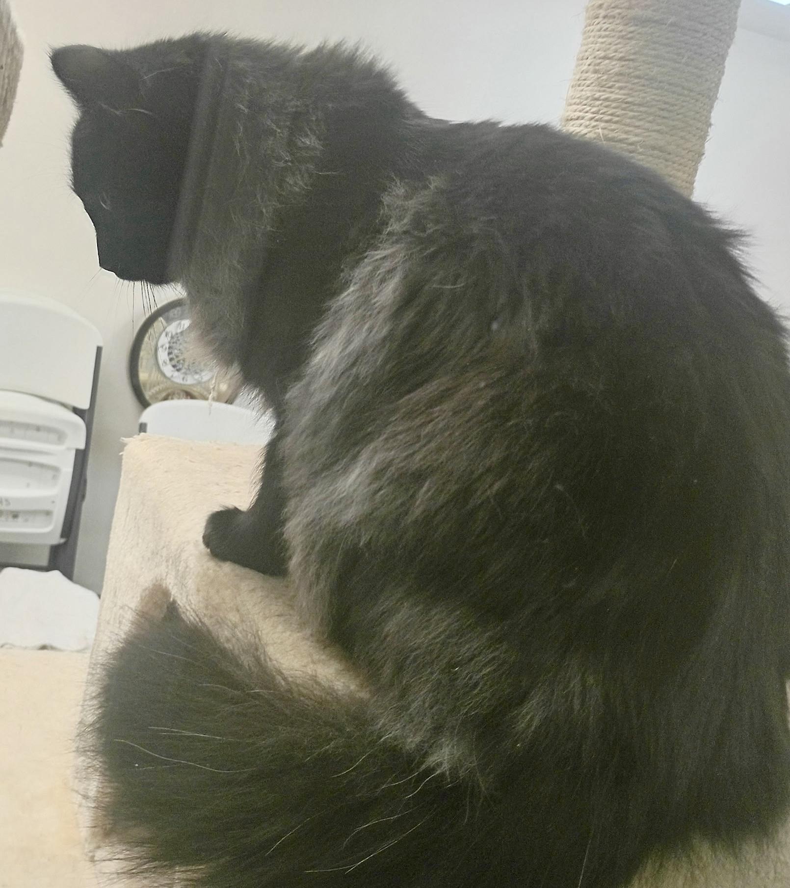 Enlarge Sabrina, a ADOPTABLE Domestic Long Hair in Pocatello, ID image 2/2