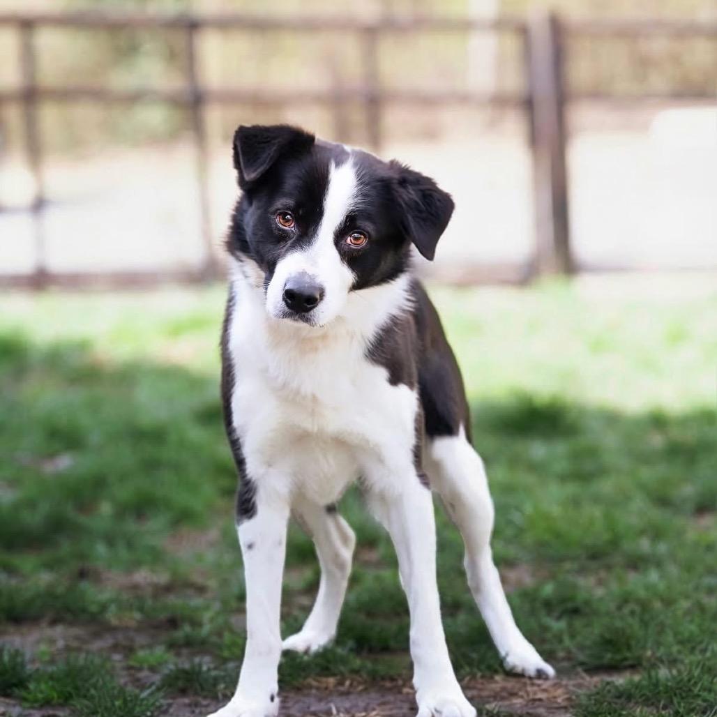 Enlarge Niko, a Adoptable Border Collie in Belleville, IL image 1/1