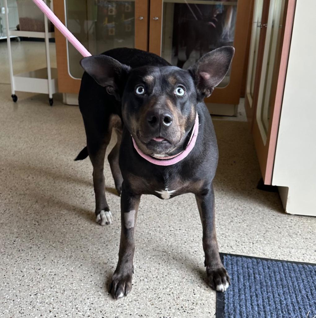 Shadow - Sponsored by Danny, Adoptable, Adult Female Doberman Pinscher & Mixed Breed.