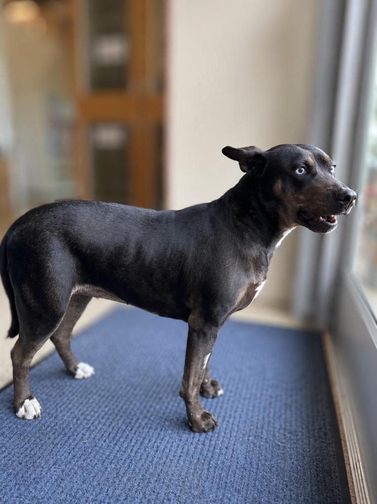 Enlarge Shadow - Sponsored by Danny, a Adoptable mixed breed in Newberg, OR image 2/6