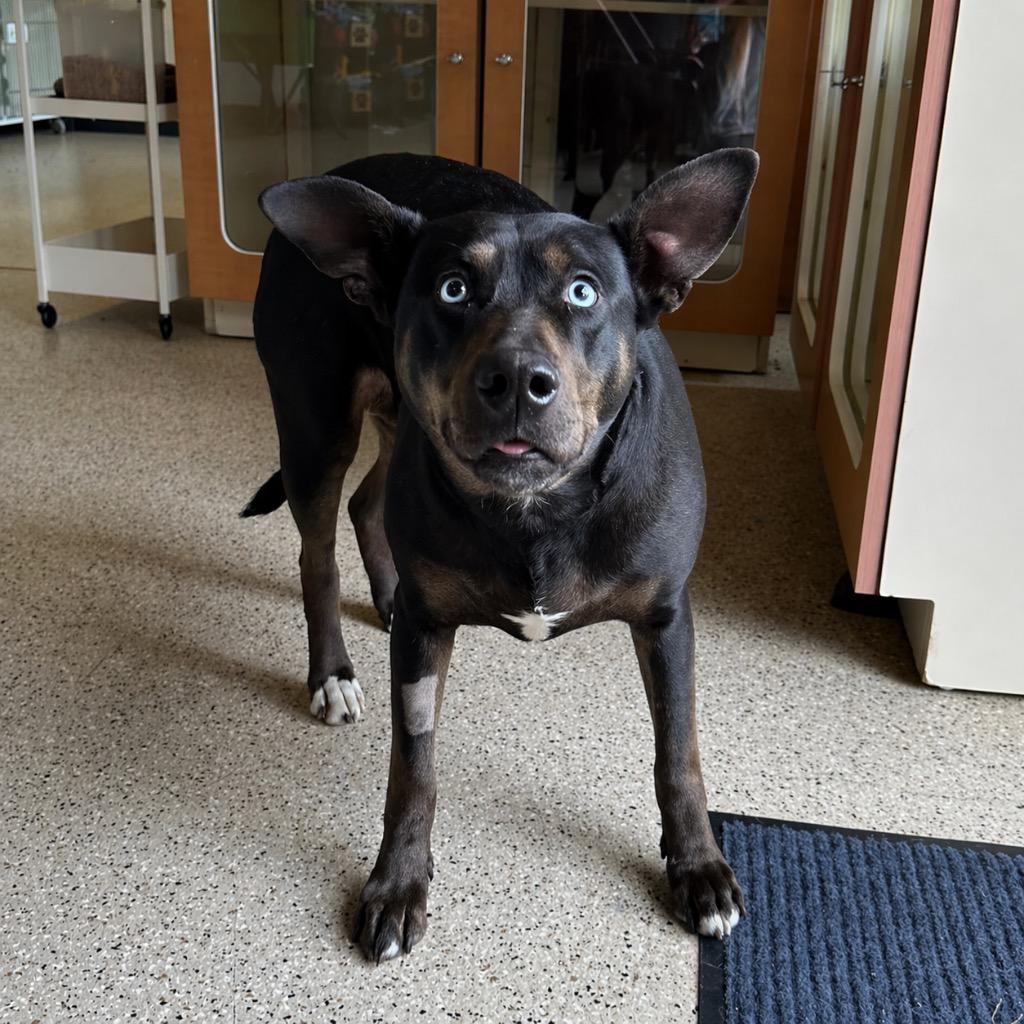 Enlarge Shadow - Sponsored by Danny, a Adoptable mixed breed in Newberg, OR image 4/6