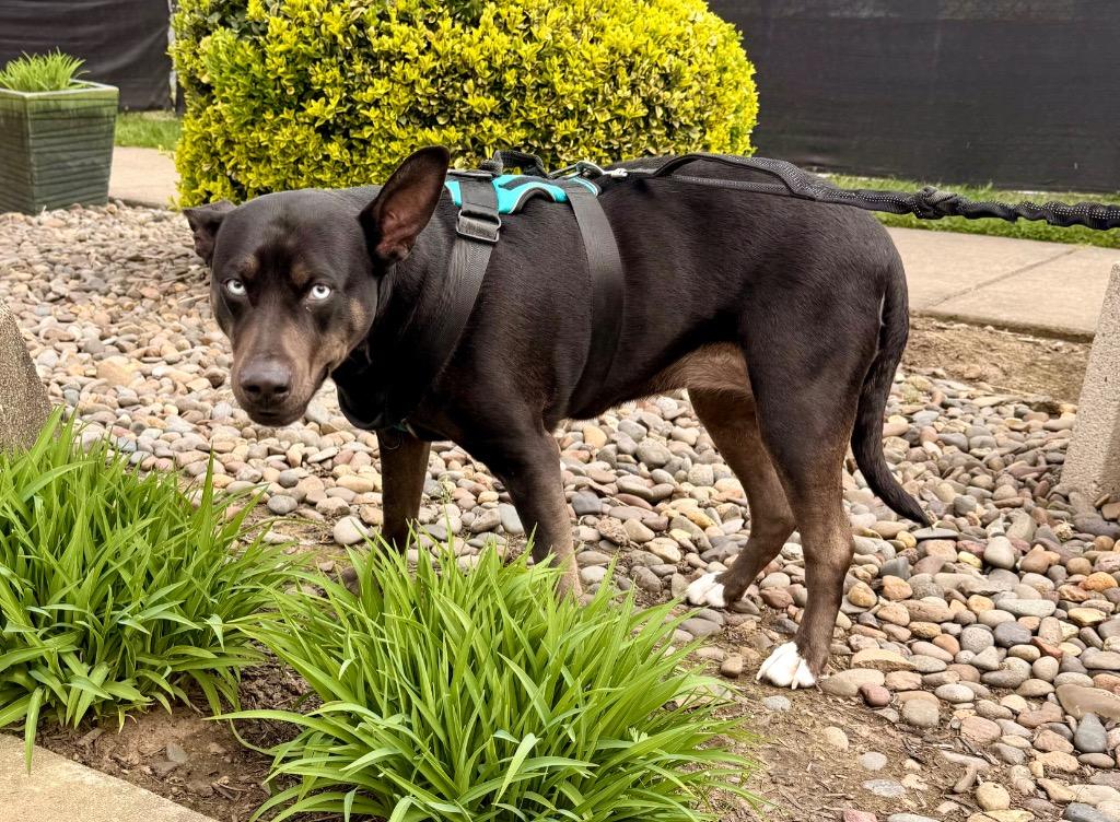 Enlarge Shadow - Sponsored by Danny, a Adoptable mixed breed in Newberg, OR image 5/6