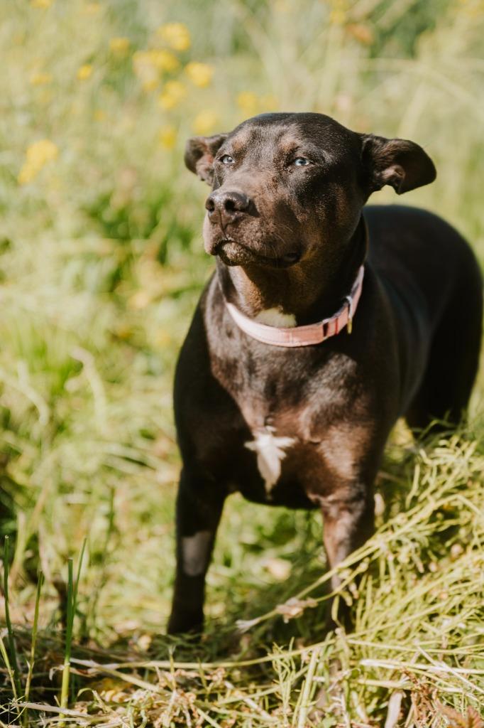 Enlarge Shadow - Sponsored by Danny, a Adoptable mixed breed in Newberg, OR image 6/6