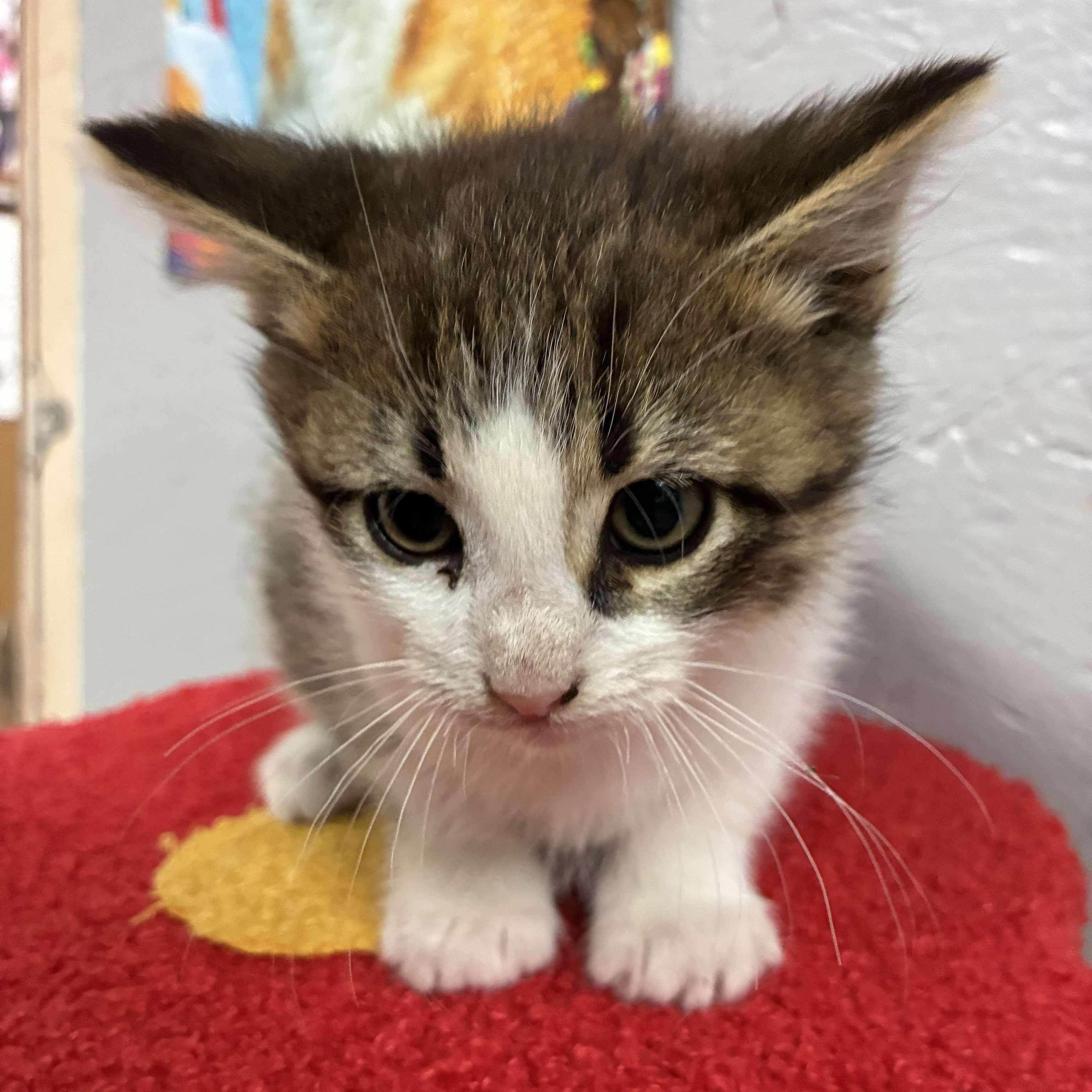 Greenbean, a Adoptable mixed breed in Petersburg, IL image 2/4