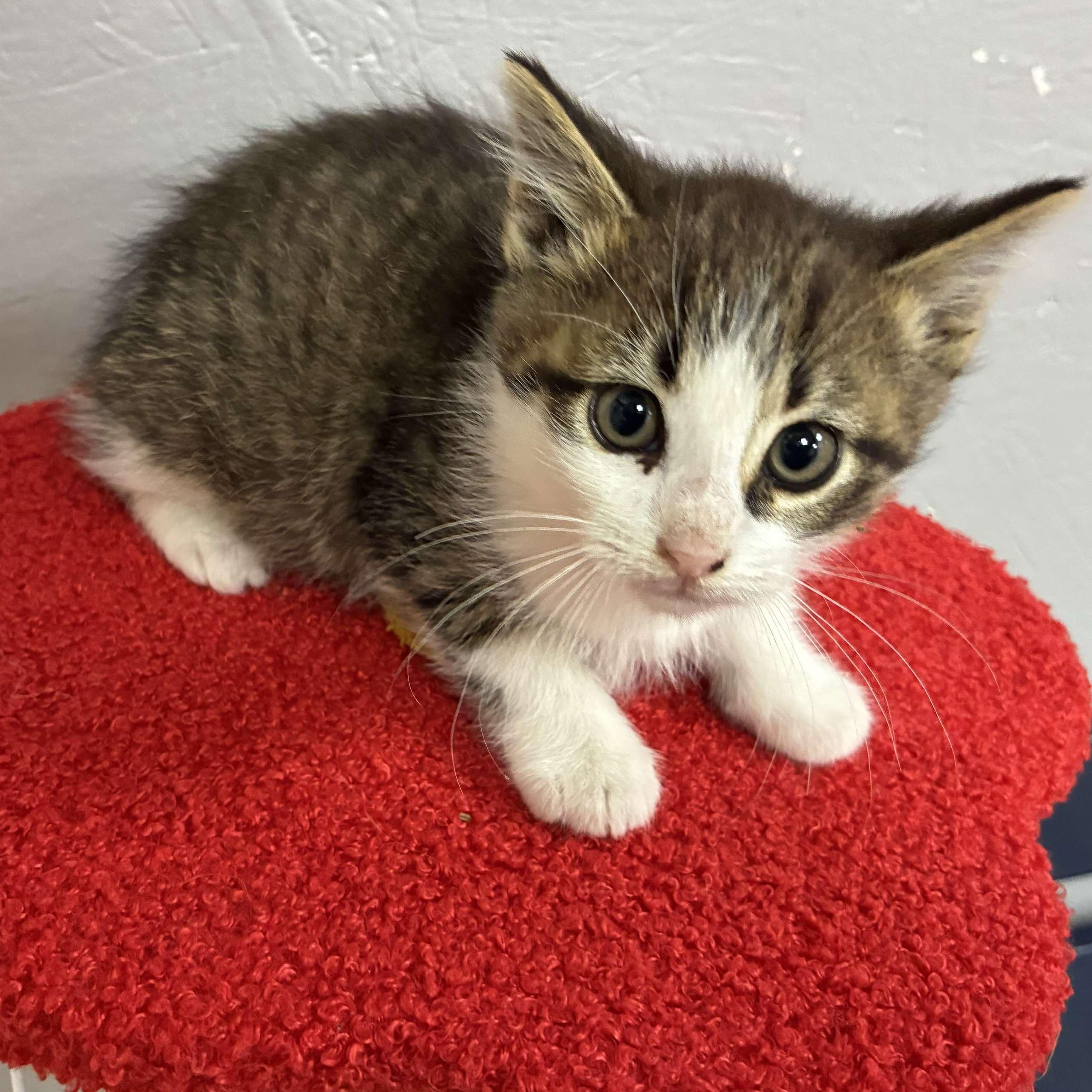 Greenbean, a Adoptable mixed breed in Petersburg, IL image 4/4