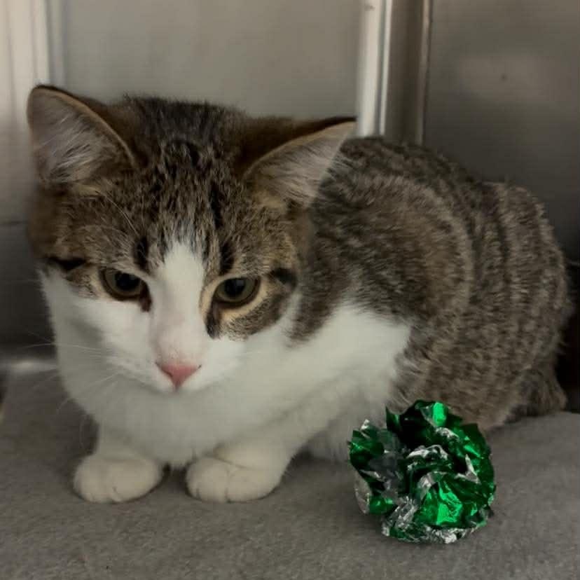 Enlarge Greenbean, a Adoptable mixed breed in Petersburg, IL image 2/4