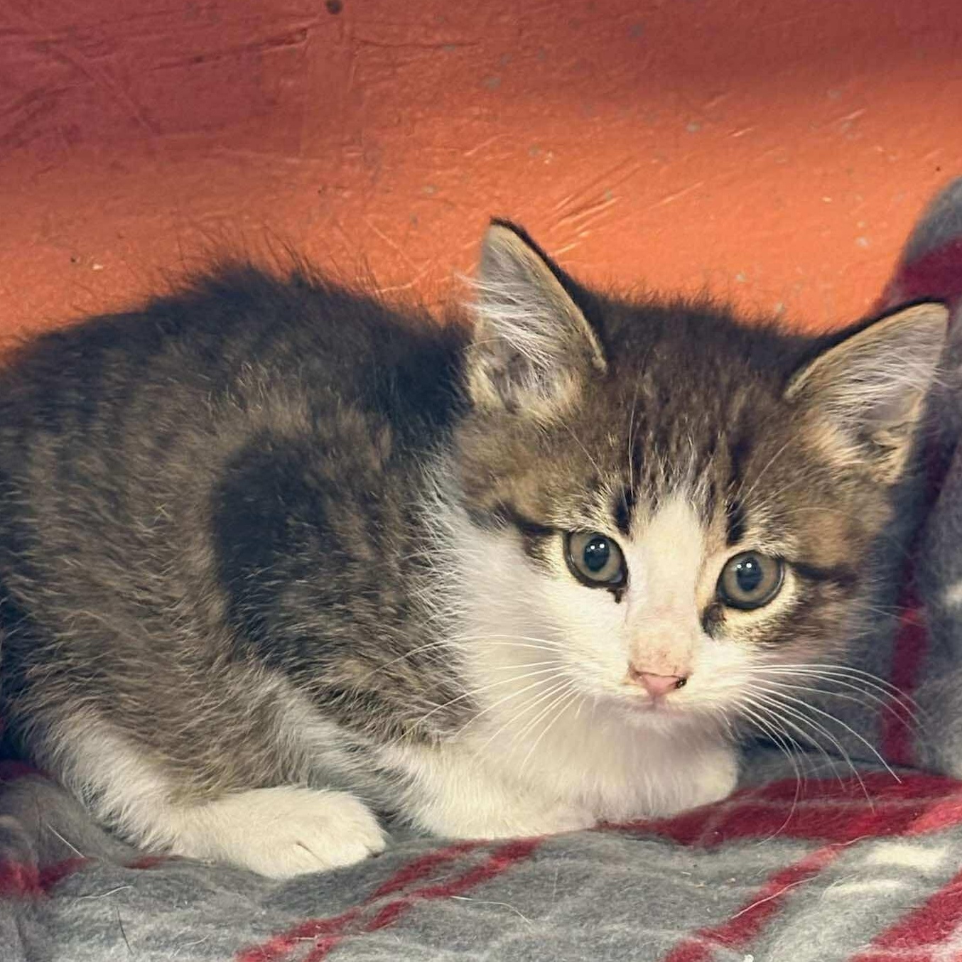 Greenbean, Adoptable, Kitten Male Domestic Short Hair.