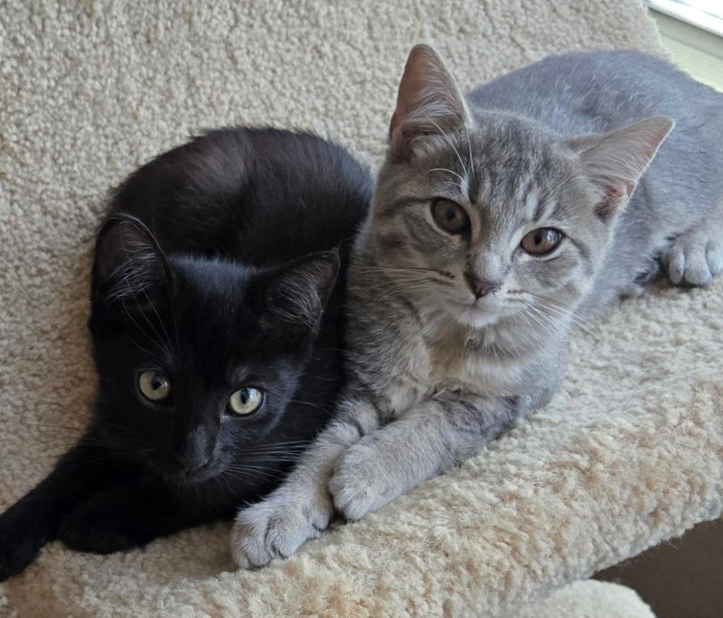 Jade, Adoptable, Kitten Female Domestic Medium Hair.