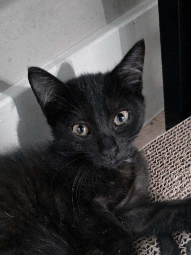 Enlarge Jade, a Adoptable Domestic Medium Hair in Fort Myers, FL image 2/3