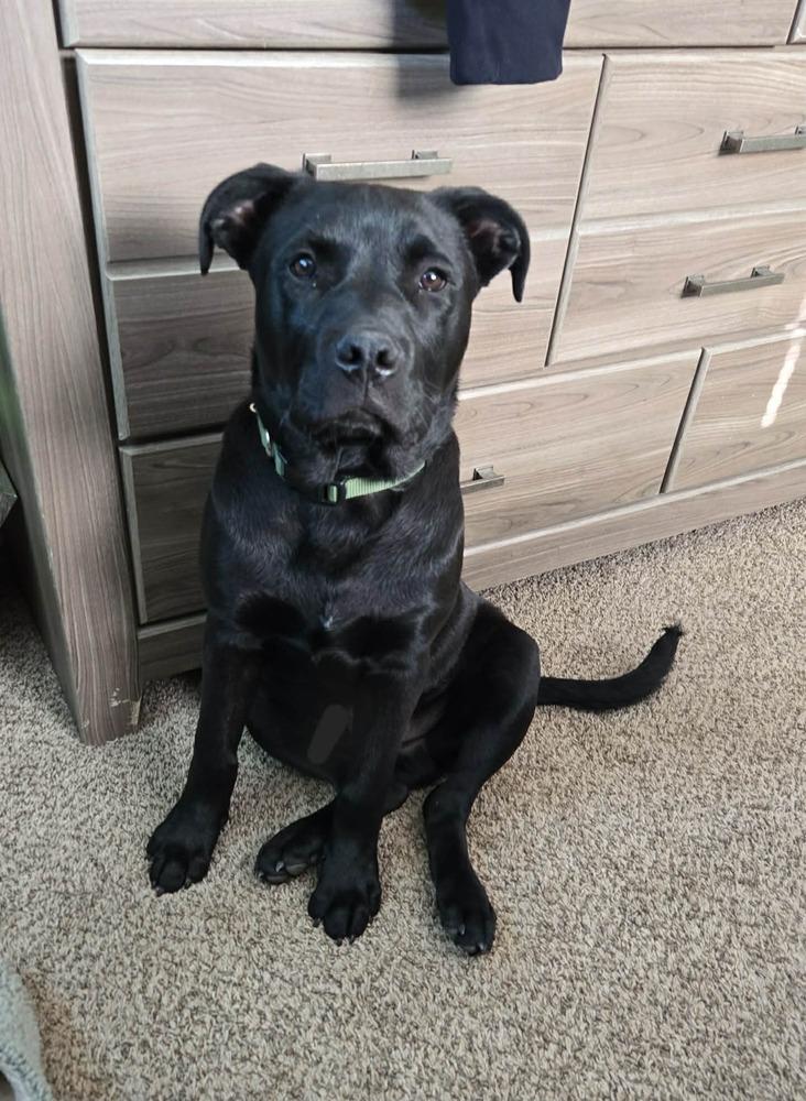 Batman, a Adoptable mixed breed in Aurora, IN image 1/4