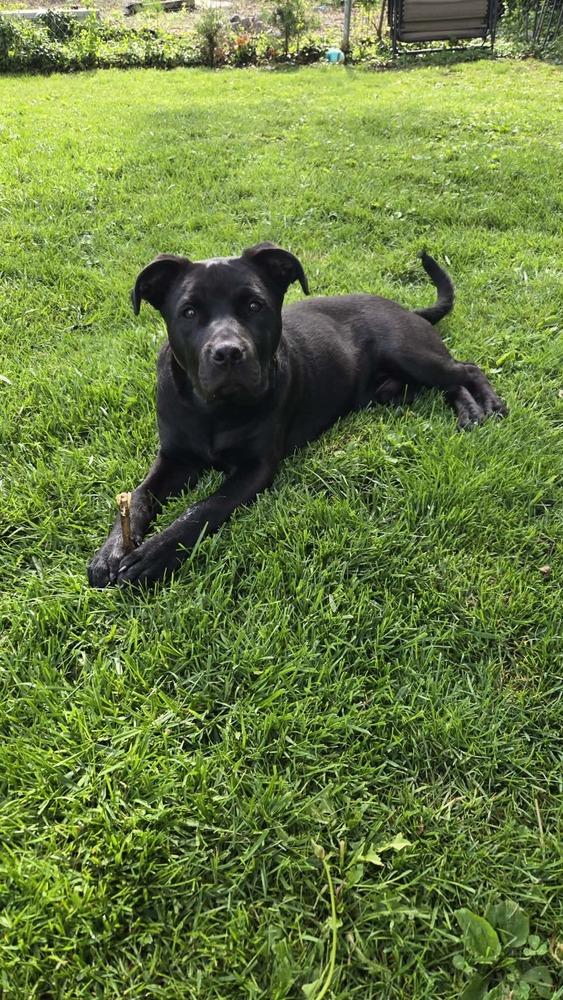 Batman, a Adoptable mixed breed in Aurora, IN image 2/4