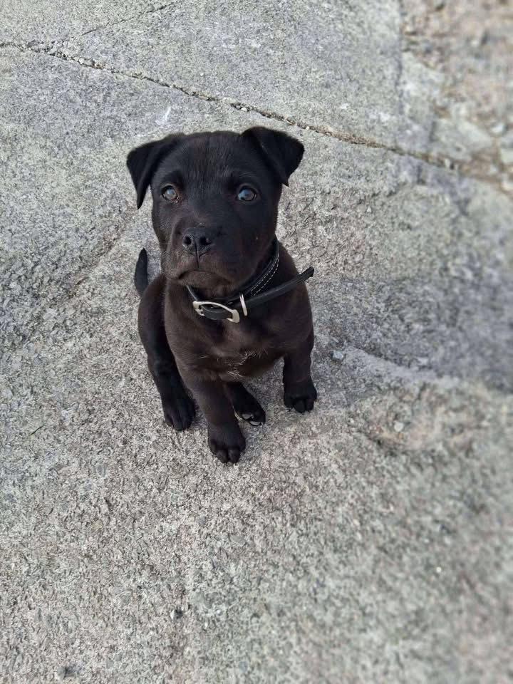 Batman, a Adoptable mixed breed in Aurora, IN image 4/4