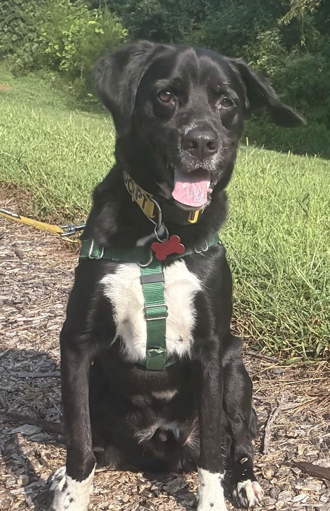Enlarge Suncrest, a Adoptable mixed breed in Alpharetta, GA image 1/3