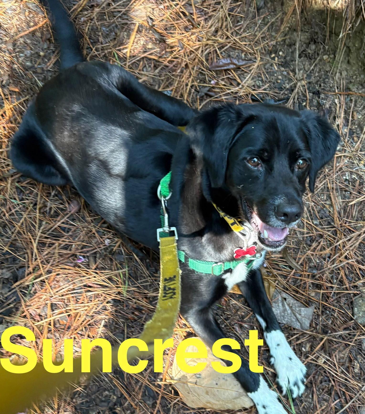 Enlarge Suncrest, a Adoptable mixed breed in Alpharetta, GA image 2/3