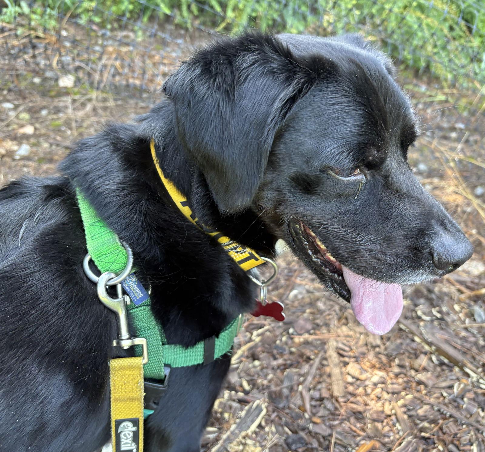 Enlarge Suncrest, a Adoptable mixed breed in Alpharetta, GA image 3/3