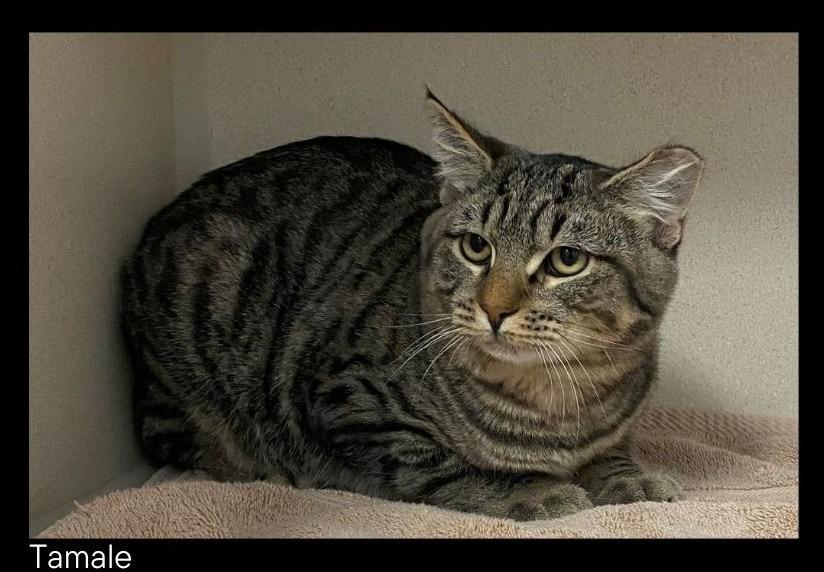 Enlarge Tamale, a Adoptable Tiger in Chino Valley, AZ image 1/1