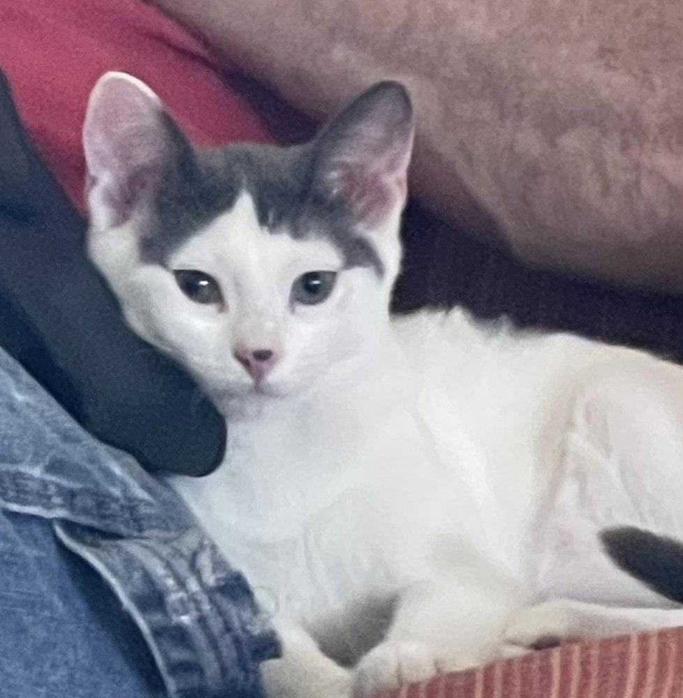 Tommy Lee, Adoptable, Kitten Male American Shorthair.