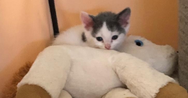 Tommy Lee, a Adoptable American Shorthair in O'Fallon, MO image 3/3