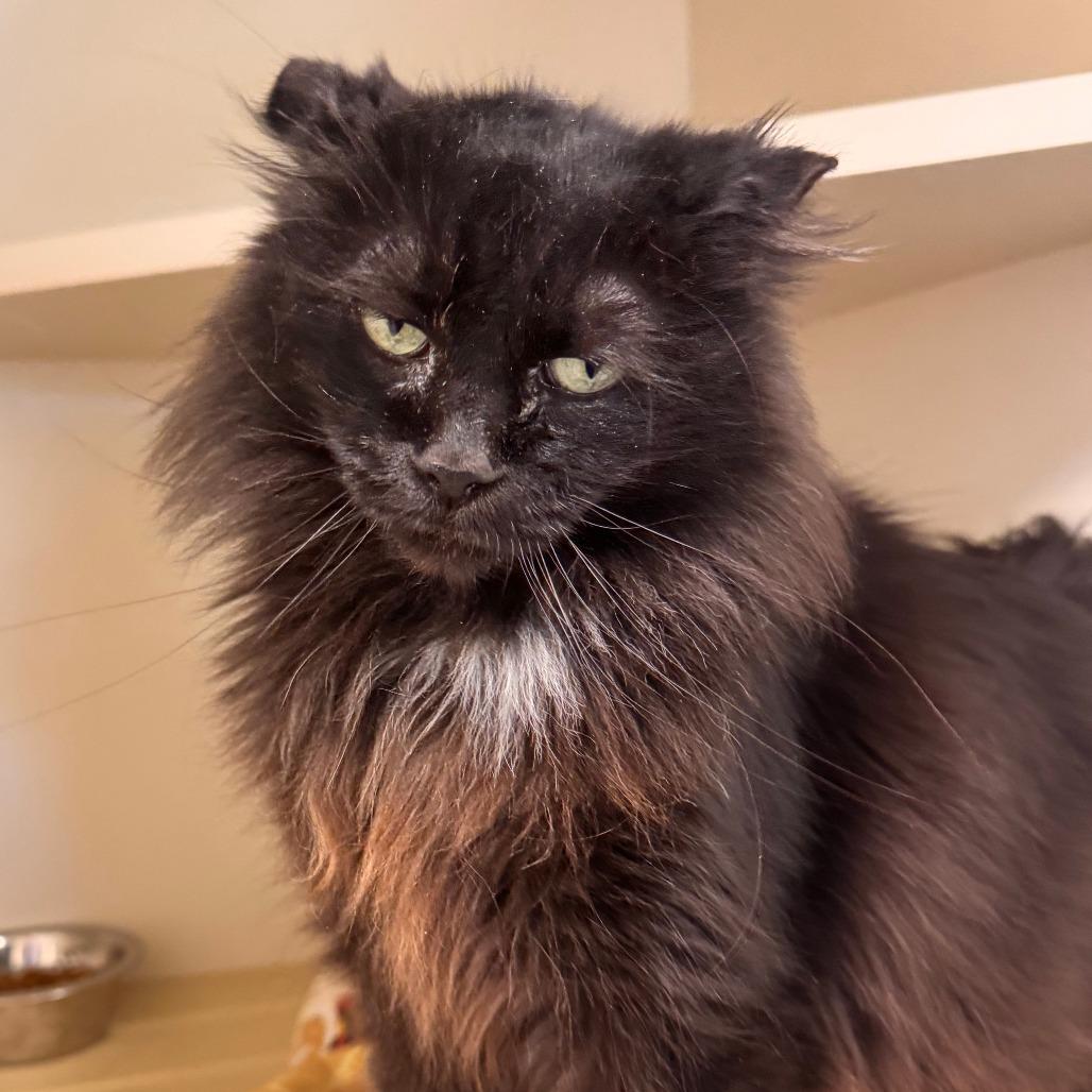 Asiago, a Adoptable Domestic Medium Hair in Cody, WY image 1/3
