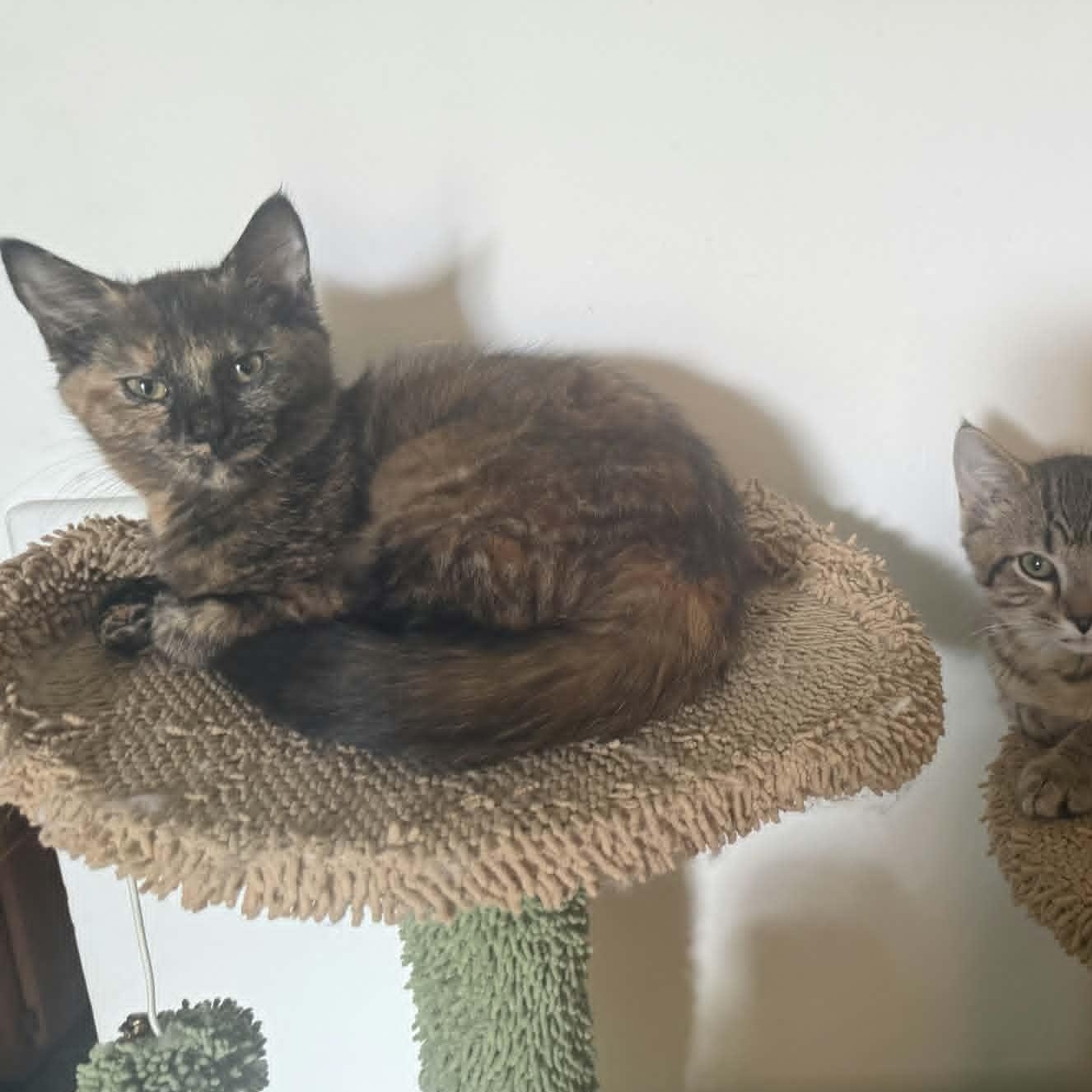 Paprika, a ADOPTABLE Domestic Short Hair in Lancaster, KY image 3/4
