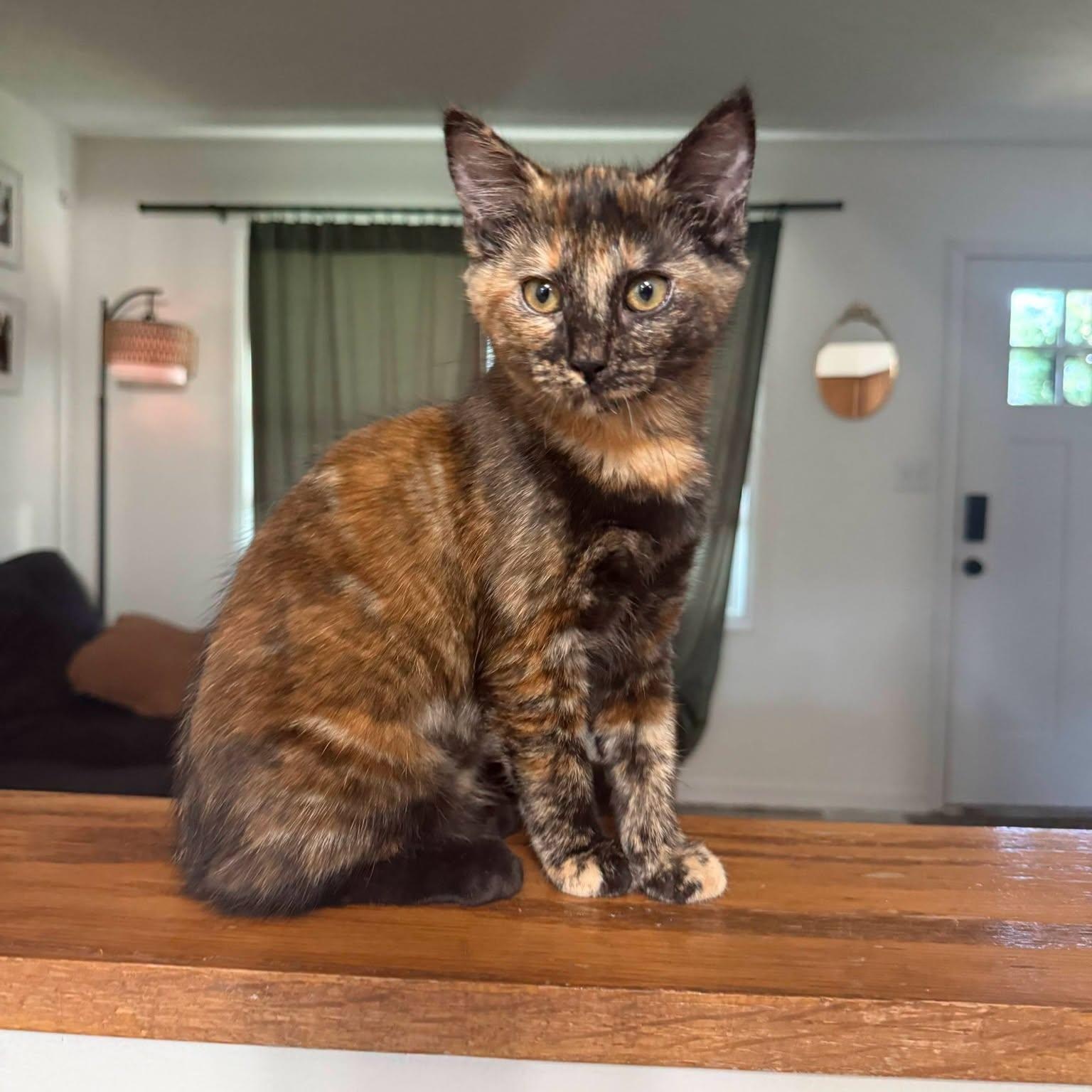 Paprika, ADOPTABLE, Young Female Domestic Short Hair.