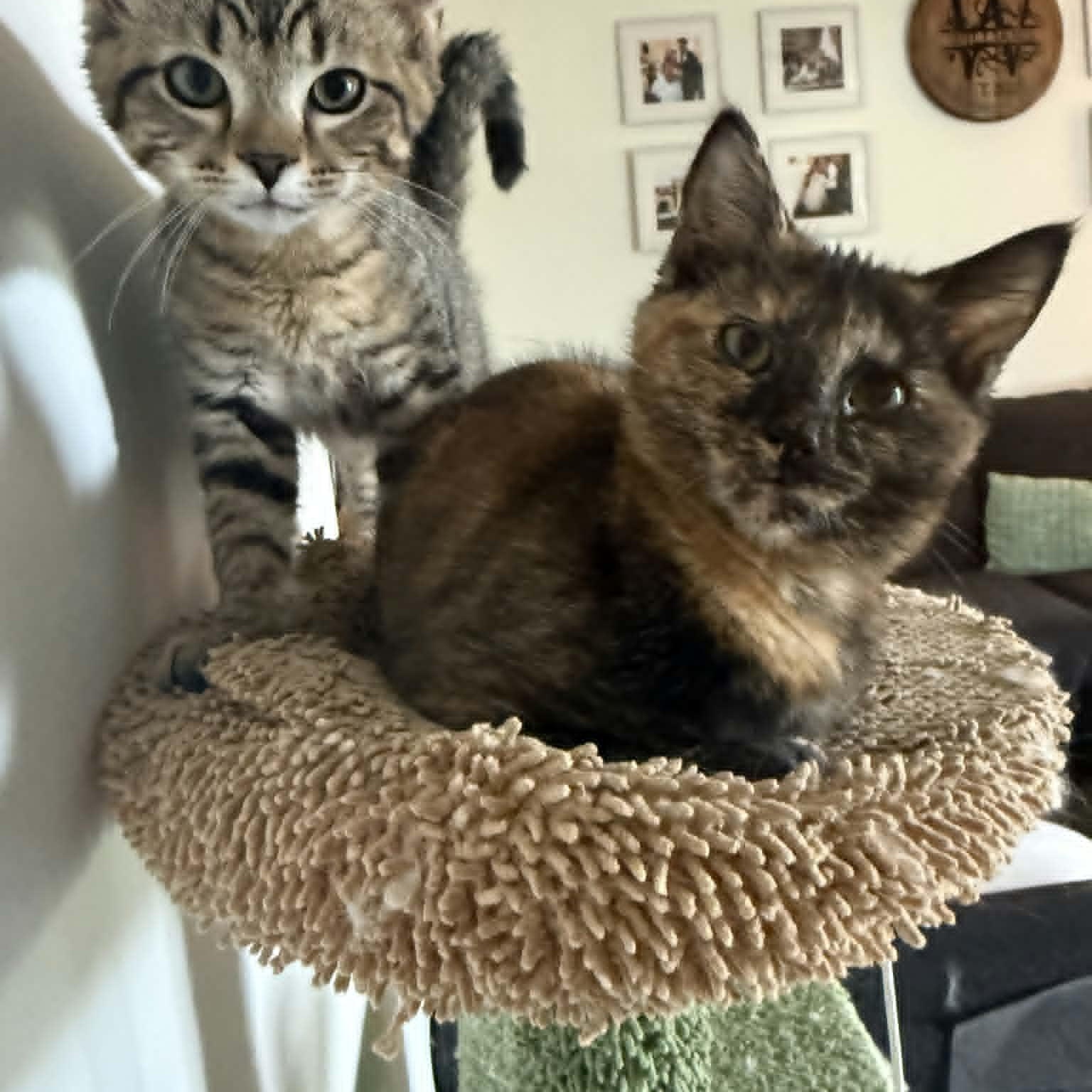 Paprika, a ADOPTABLE Domestic Short Hair in Lancaster, KY image 2/4