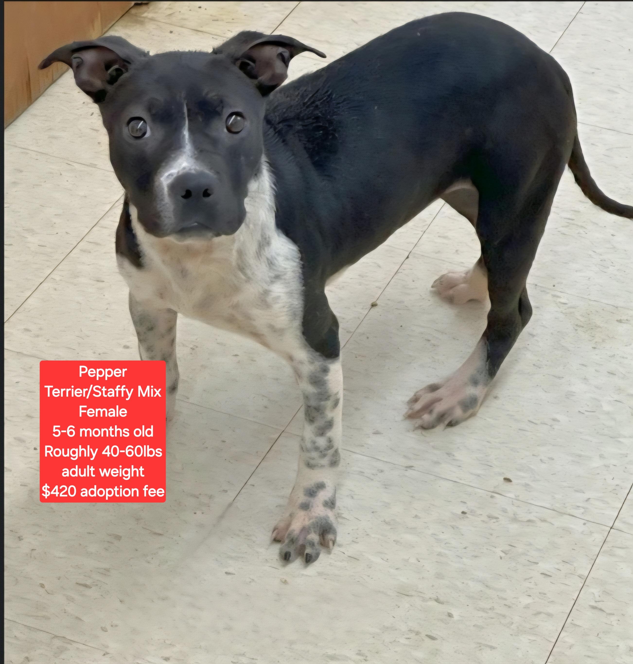 Pepper, ADOPTABLE, Young Female Terrier.