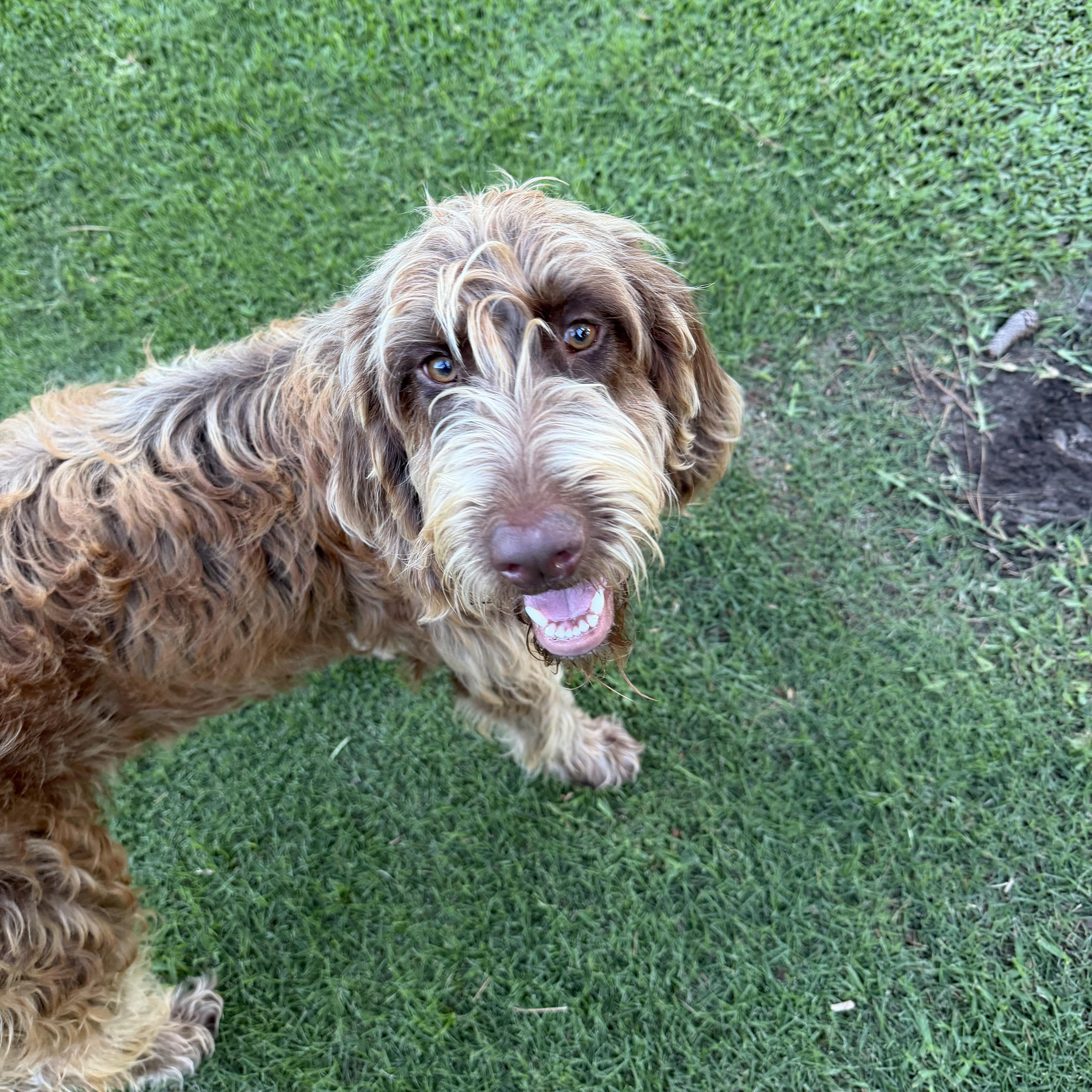 COCO-ARKANSAS, Adoptable, Puppy Female Standard Poodle & Bloodhound.