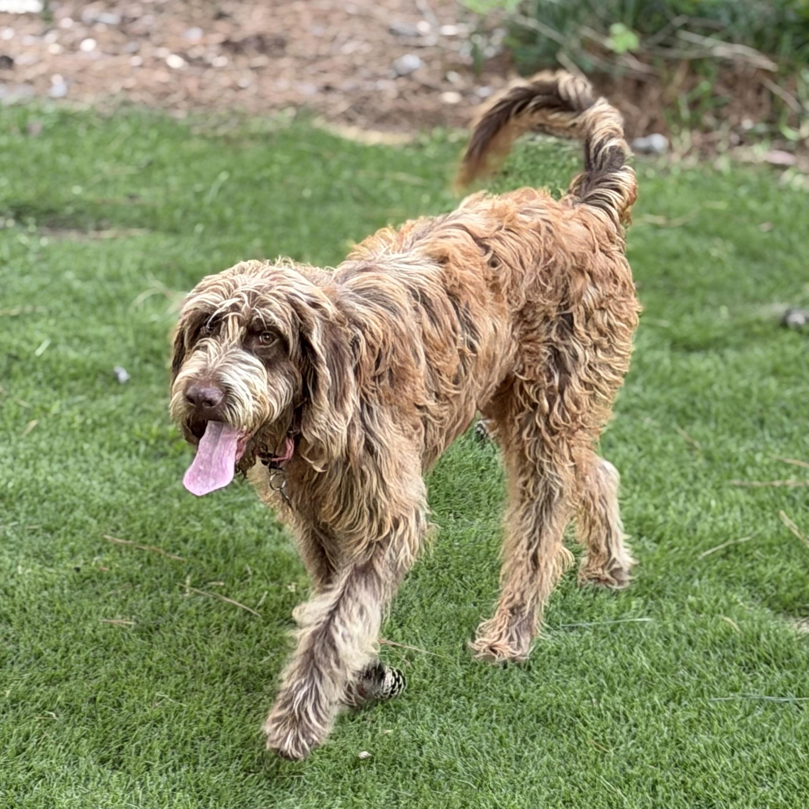 COCO-ARKANSAS, a Adoptable mixed breed in Magnolia, AR image 3/5