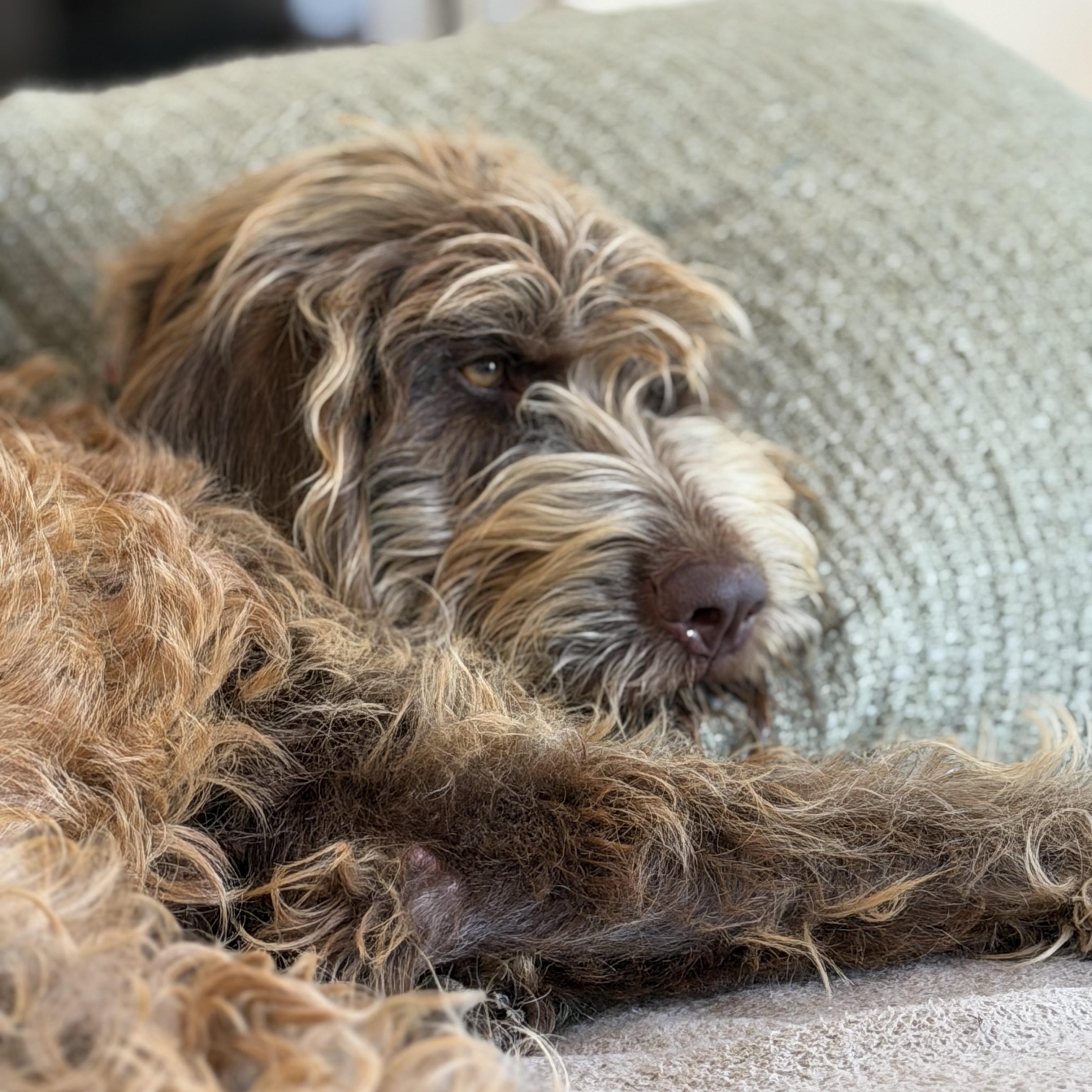 COCO-ARKANSAS, a Adoptable mixed breed in Magnolia, AR image 4/5