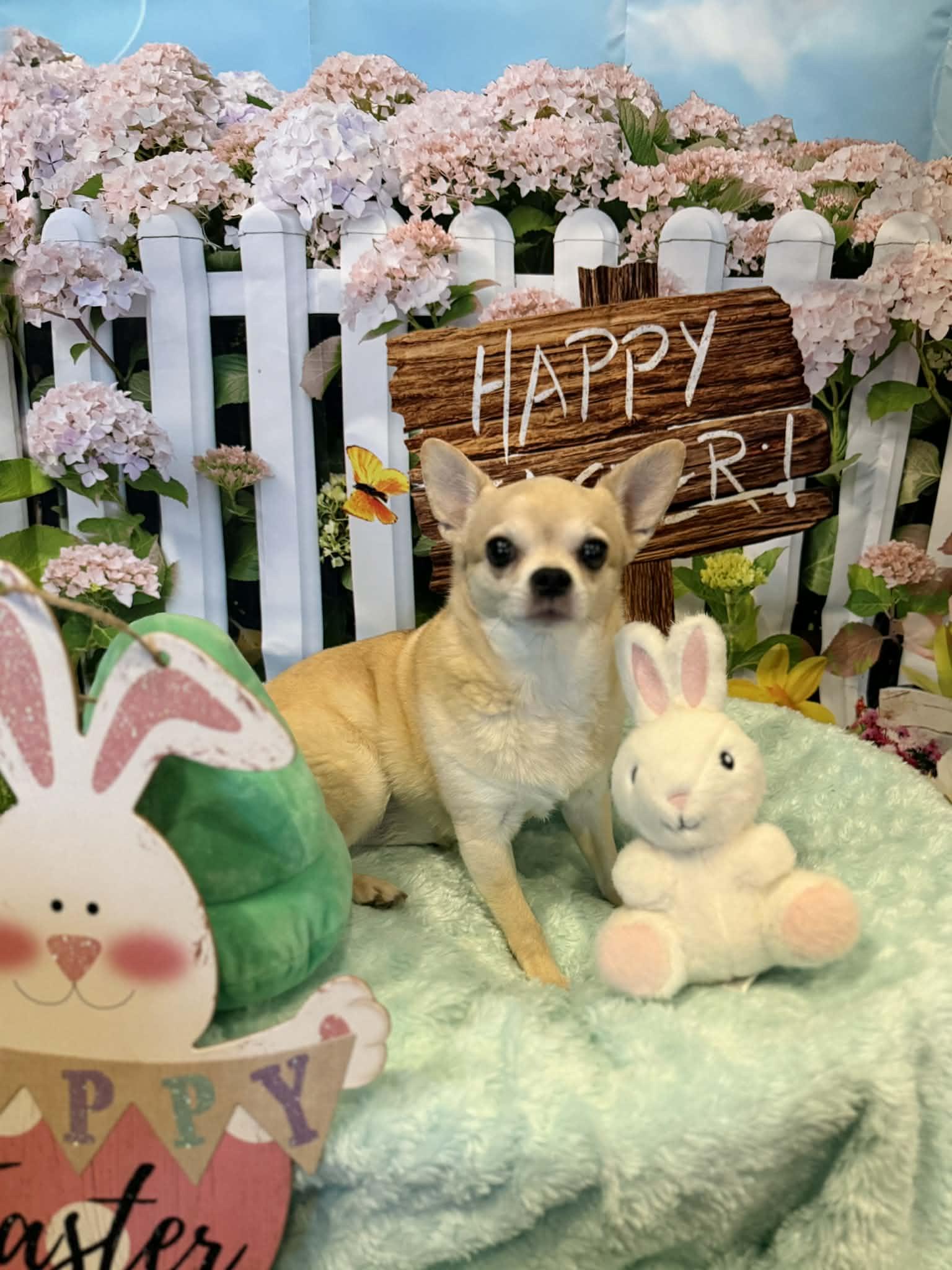 Enlarge TAWNY, a Adoptable Chihuahua in Port Clinton, OH image 2/2