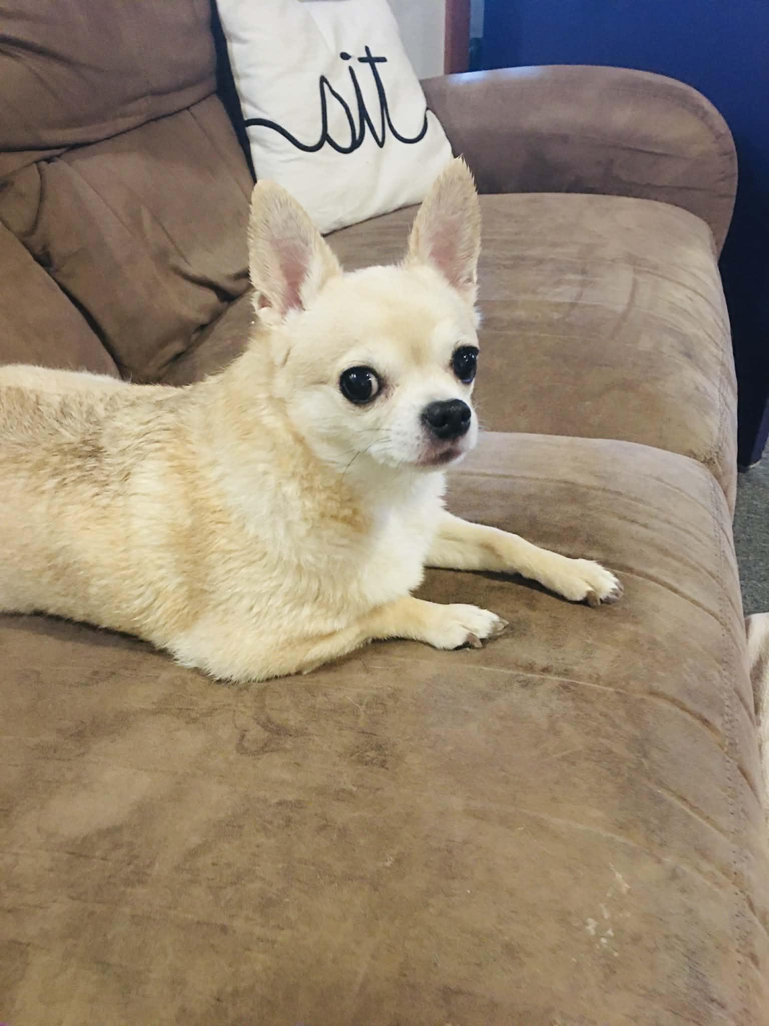 Enlarge TAWNY, a Adoptable Chihuahua in Port Clinton, OH image 1/2
