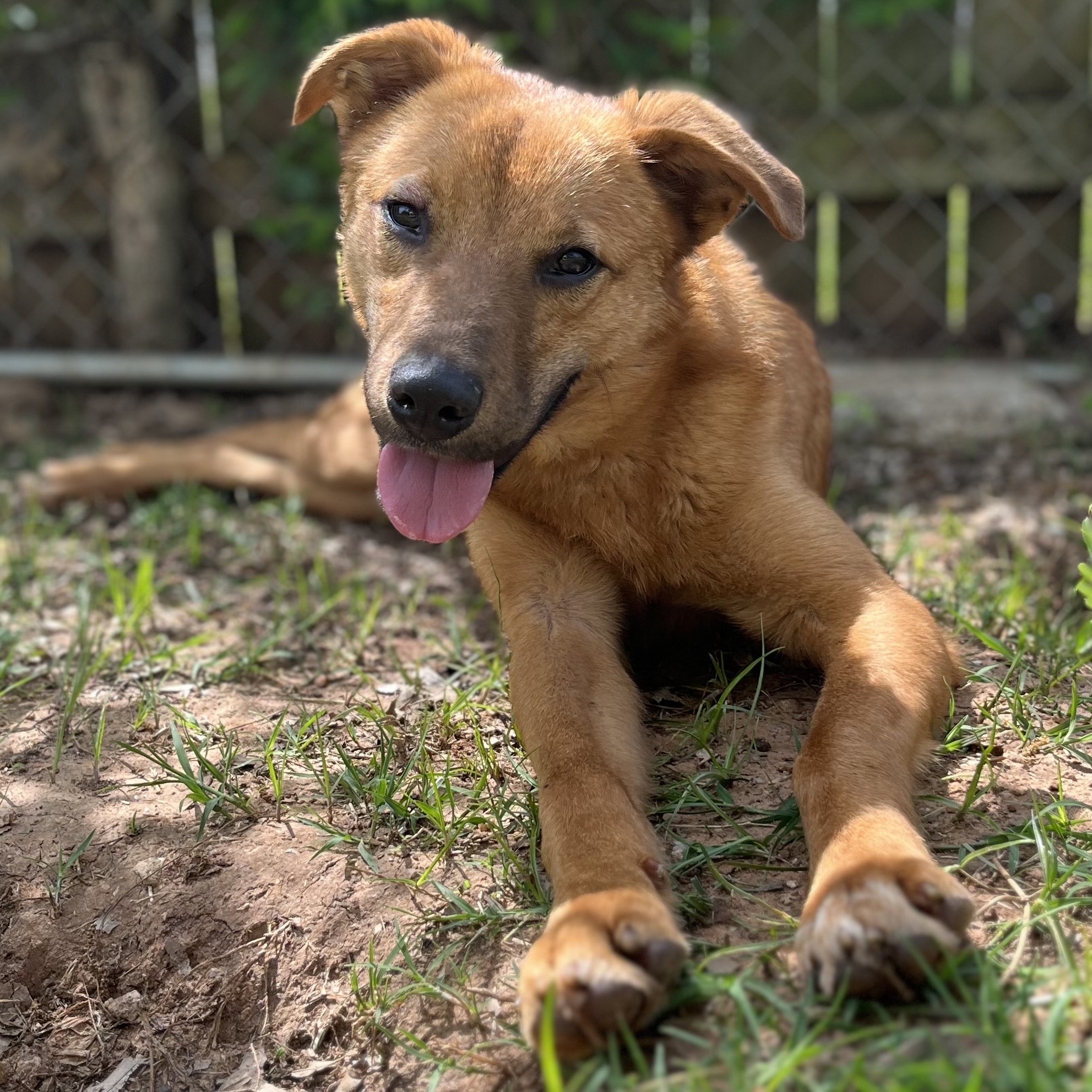 Dog for adoption Gus, a Shepherd & Golden Retriever Mix in Tishomingo