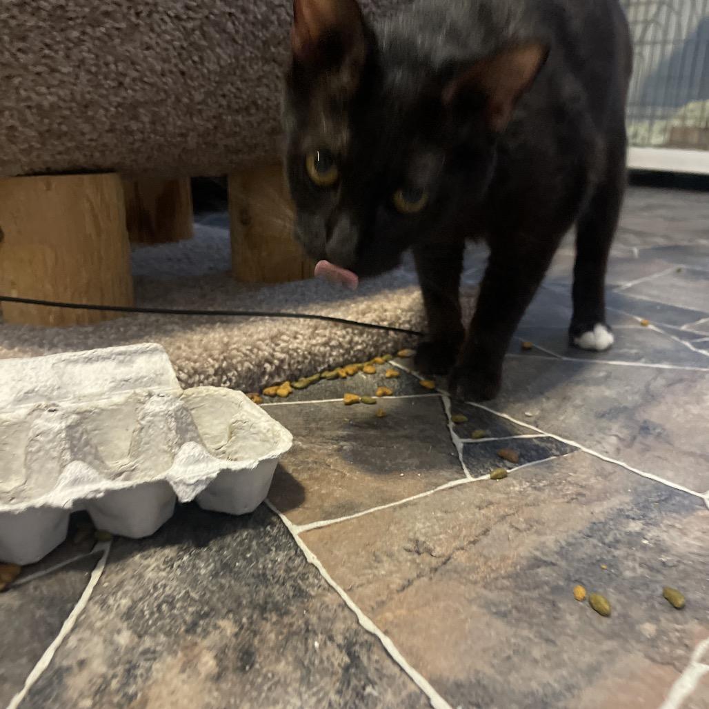 Cobweb, Adoptable, Adult Female Domestic Short Hair.