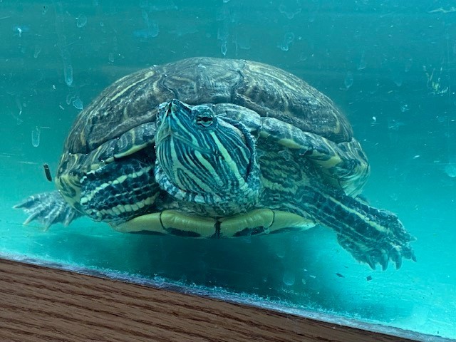 Furry, a Adoptable mixed breed in Quilcene, WA image 1/7