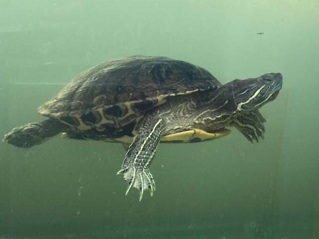 Furry, a Adoptable mixed breed in Quilcene, WA image 2/7