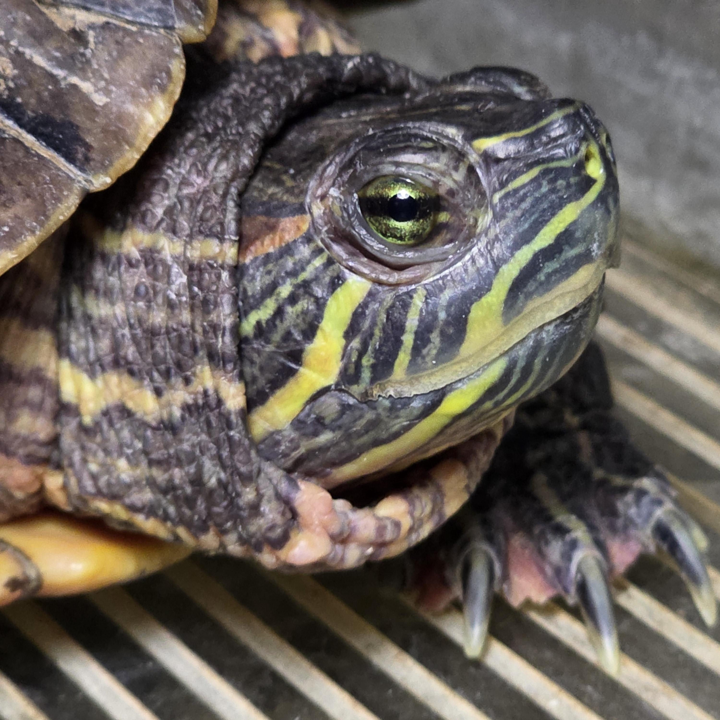 Furry, Adoptable, Adult Female Turtle.