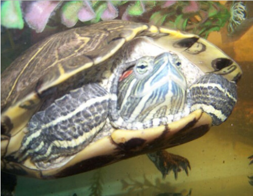 Furry, a Adoptable mixed breed in Quilcene, WA image 3/7