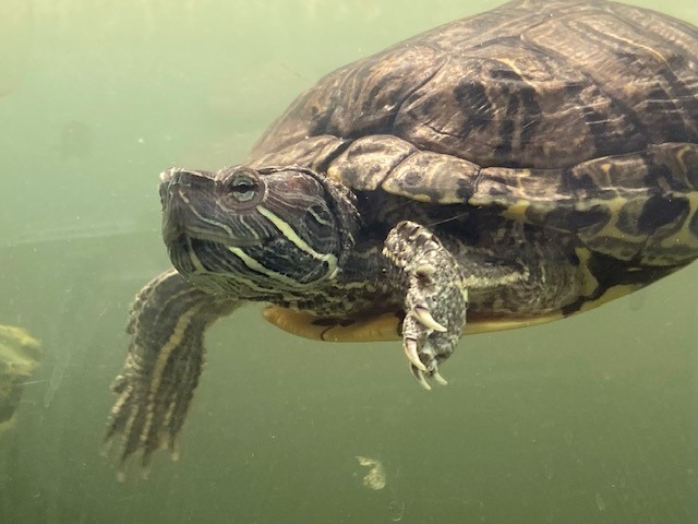 Furry, a Adoptable mixed breed in Quilcene, WA image 4/7