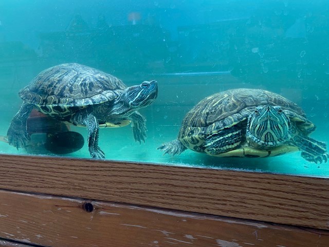 Furry, a Adoptable mixed breed in Quilcene, WA image 5/7