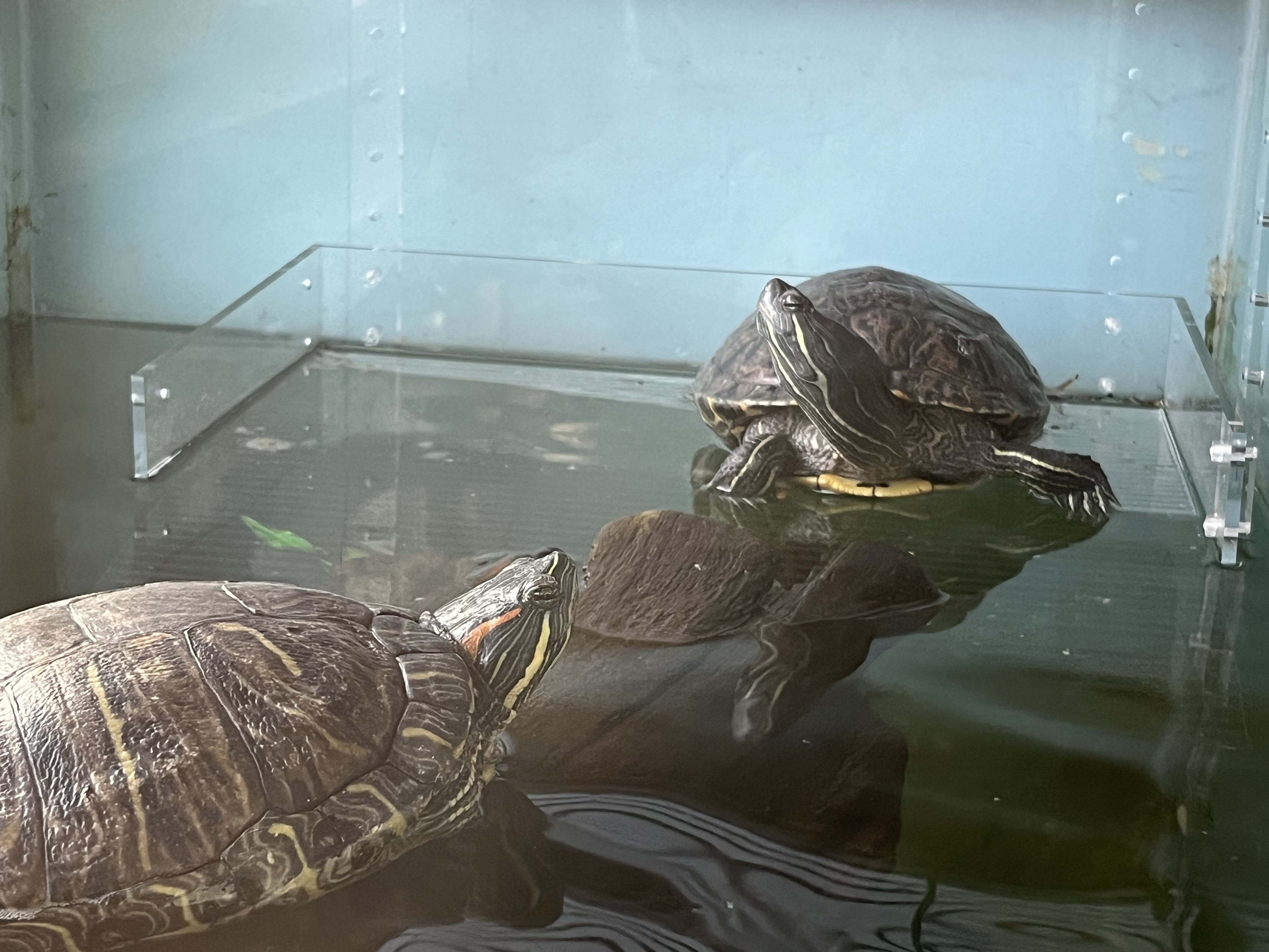 Furry, a Adoptable mixed breed in Quilcene, WA image 6/7