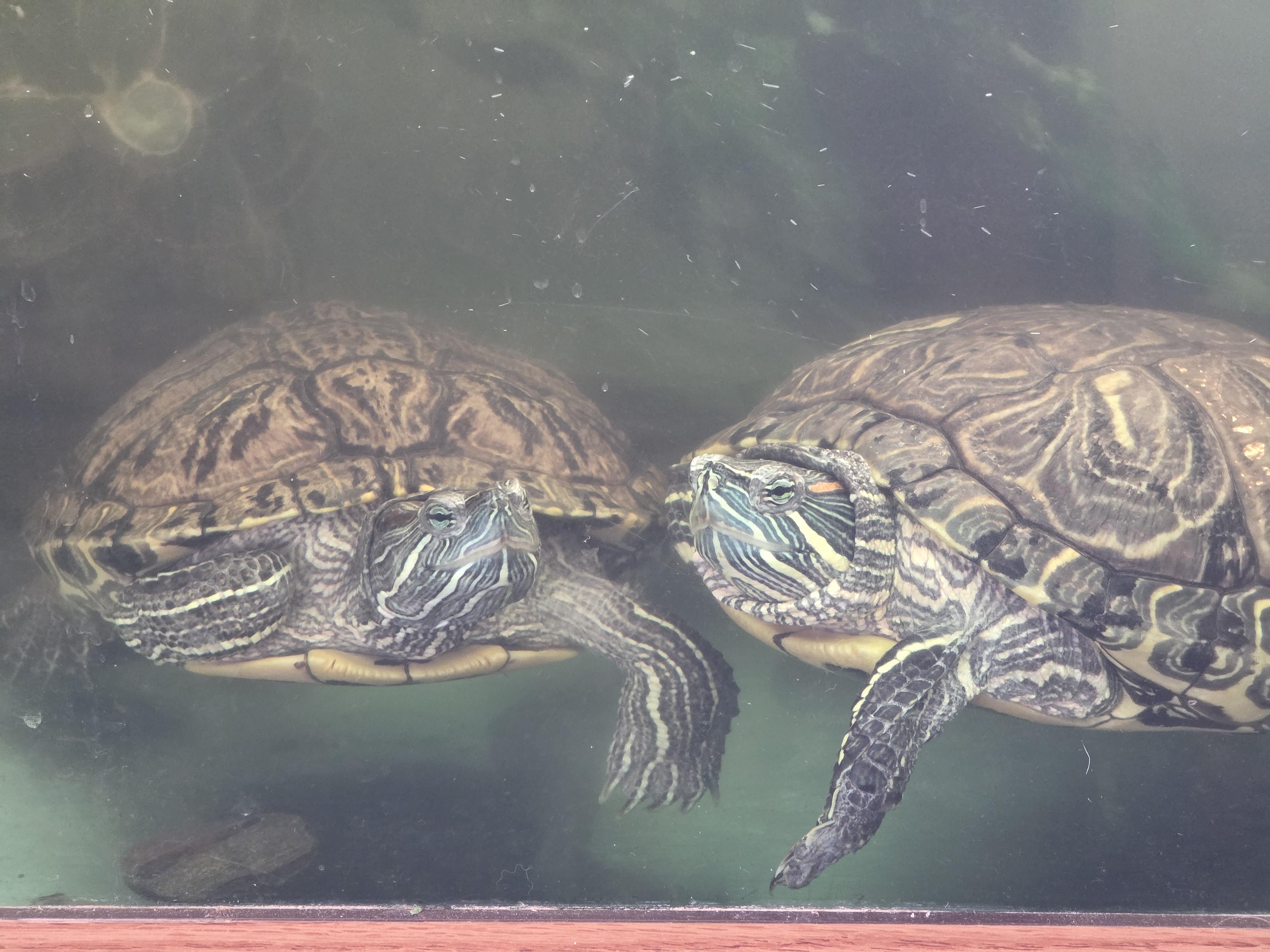 Enlarge Furry, a Adoptable mixed breed in Quilcene, WA image 2/6